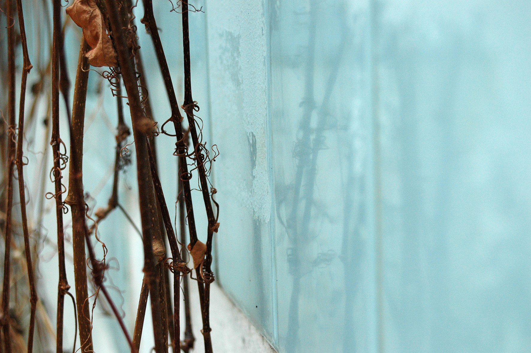 Penelope Hunt, 'Entwine', Pigment print on Museo Silver Rag