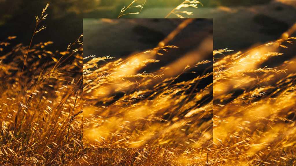 Photograph of wheat fields